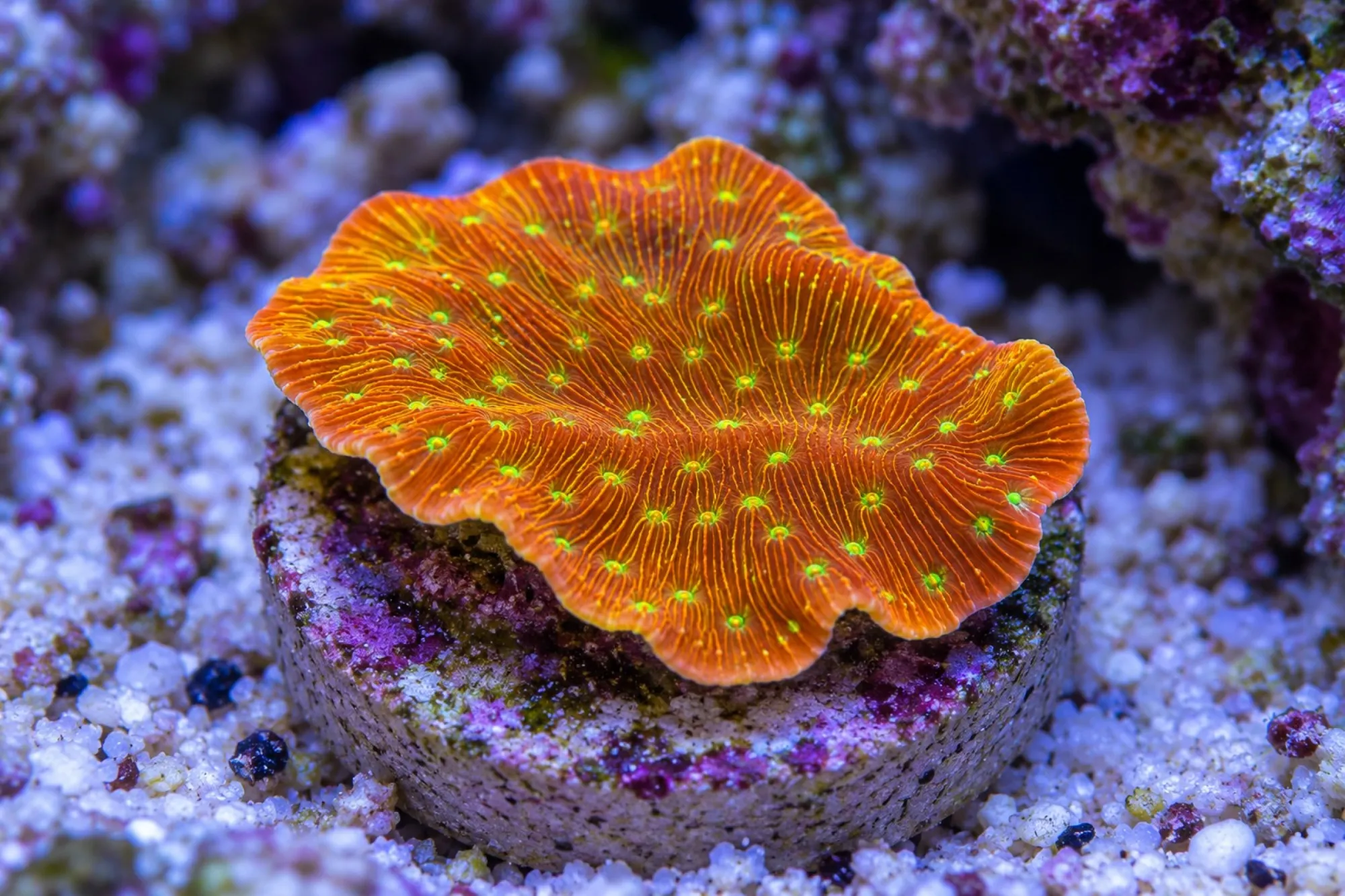 Salatkoralle „Jack o Lantern“ (Nachzucht), Leptoseris spec., Größe S–M