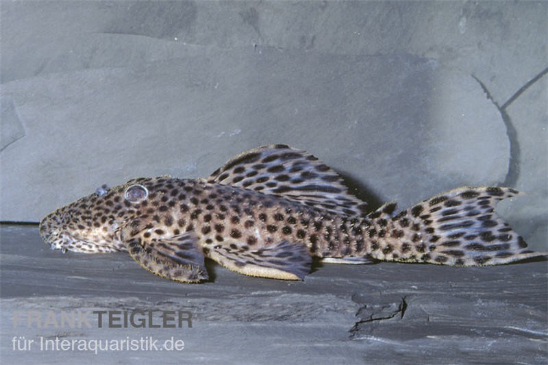 Leopard-Rüsselzahnwels, Leporacanthicus heterodon, L172B