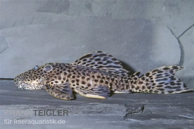 Leopard-Rüsselzahnwels, Leporacanthicus heterodon, L172B, 7-10 cm