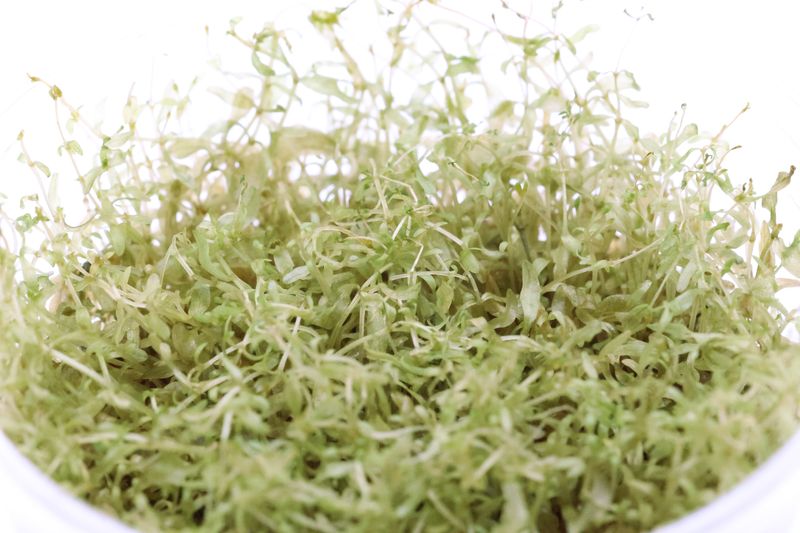 Amerikanisches Perlkraut, Micranthemum glomeratum, In Vitro