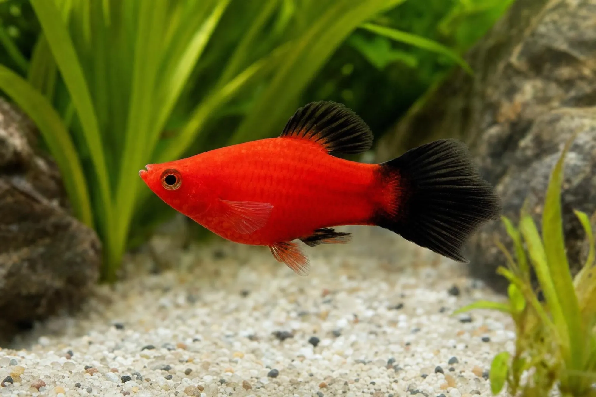 Korallen-Wagtail-Platy „Pinsel“, Xiphophorus maculatus