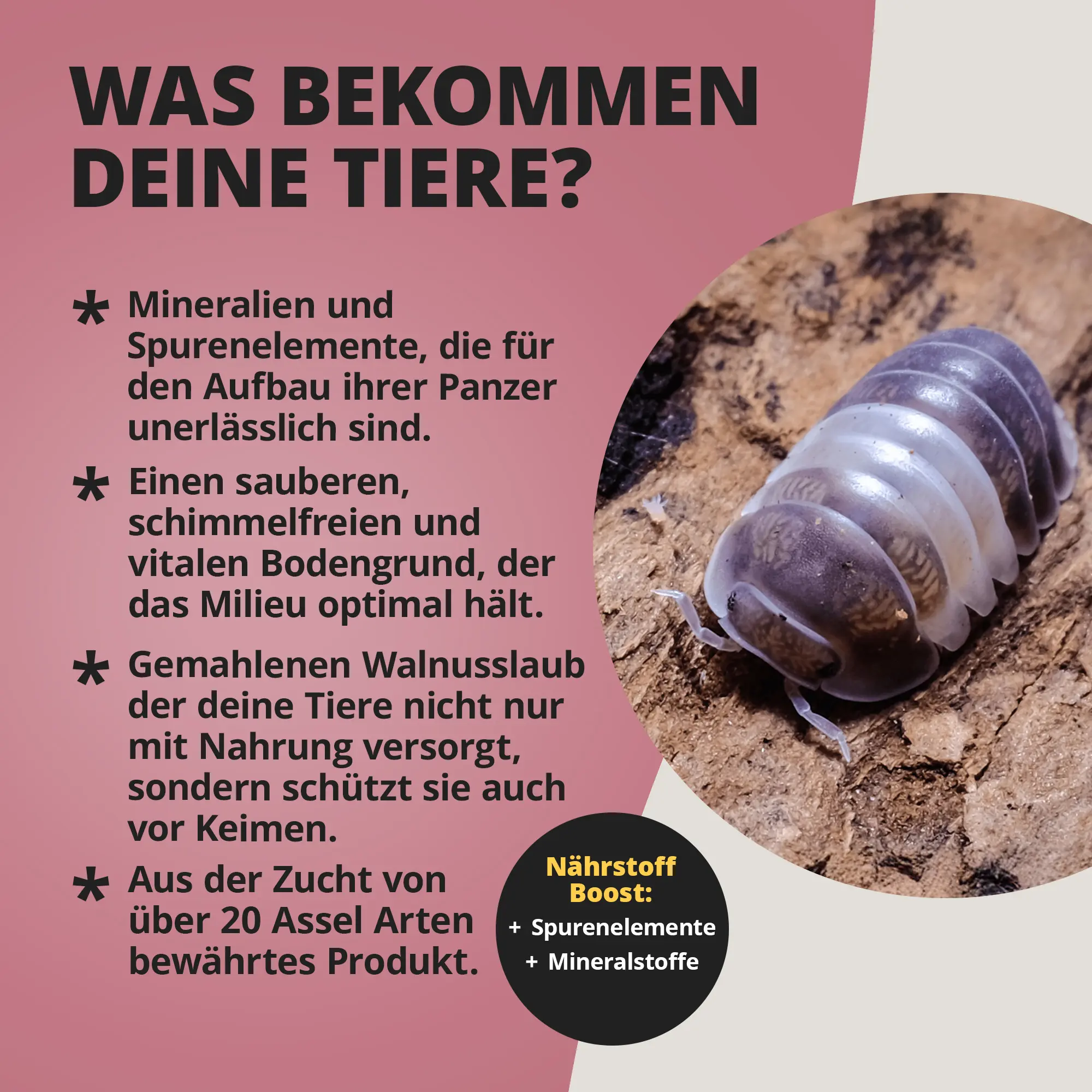 Graue Assel auf feuchtem Bodengrund, Nahaufnahme