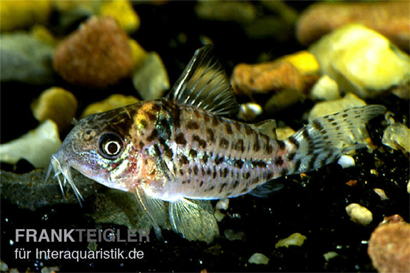 Glänzender Leopardpanzerwels, Corydoras ambiacus