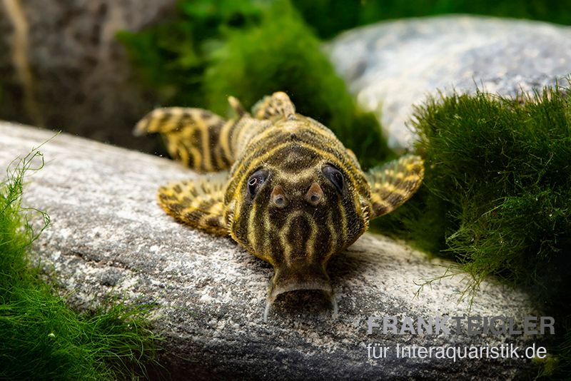 L270 Schokoladen-Zebrawels, Hypancistrus sp.