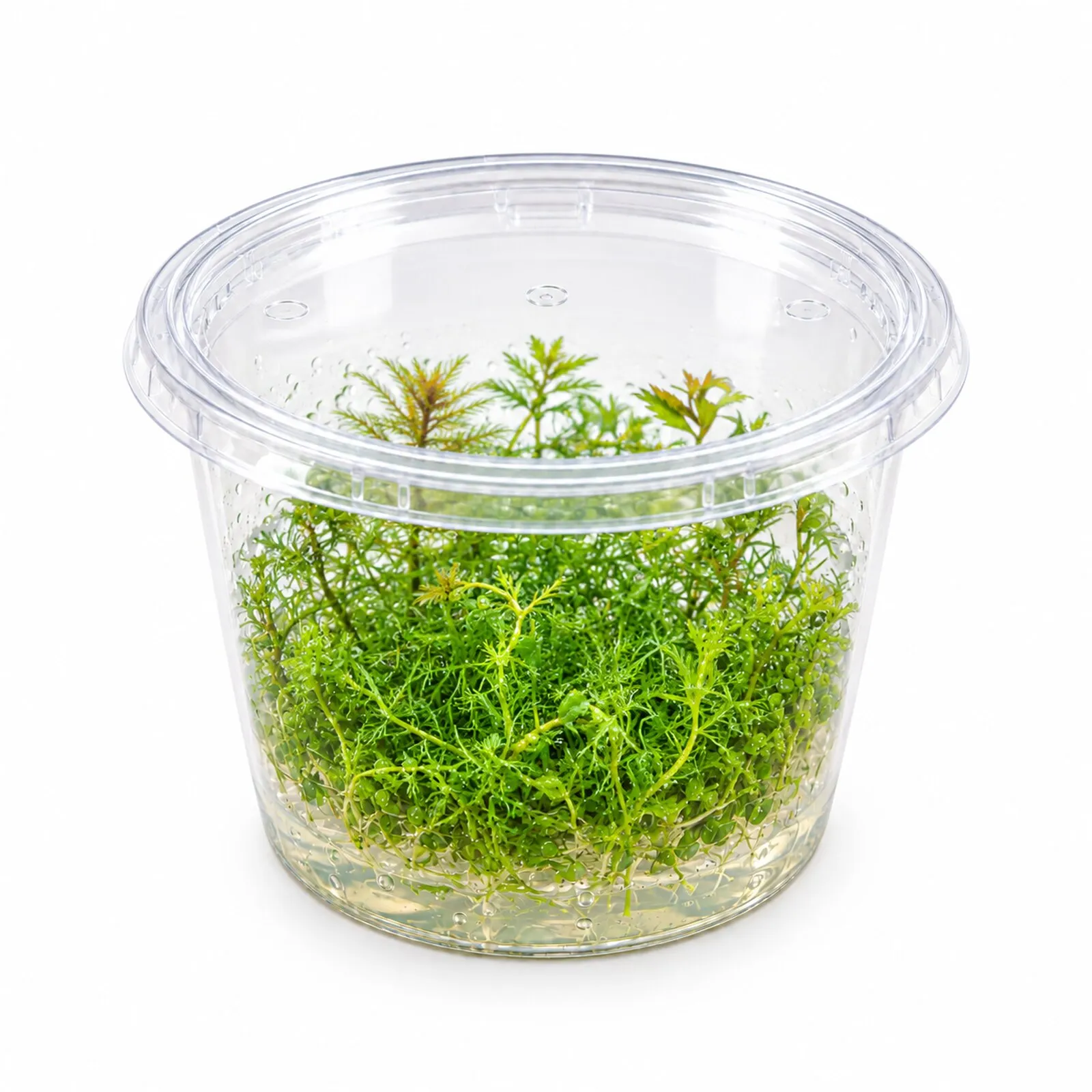 Rotblättriges Kammblatt, Proserpinaca palustris, In Vitro
