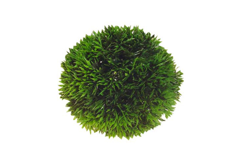 Hobby Plant Ball, 9 cm