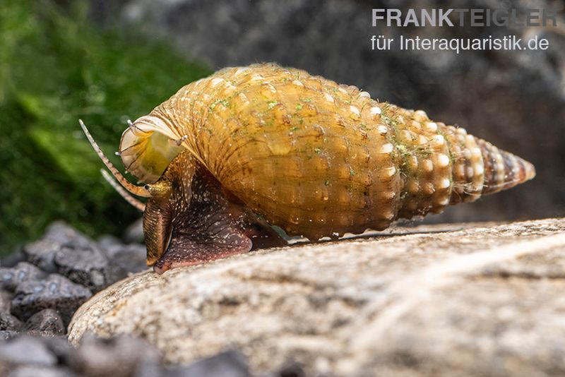 Genoppte Turmdeckelschnecke, Tarebia granifera