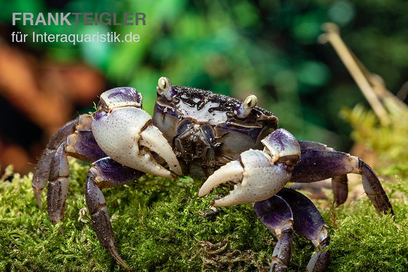 Spider Crab sp. Blue, Neosarmatium rotundifrons, Zufällig ausgewählt