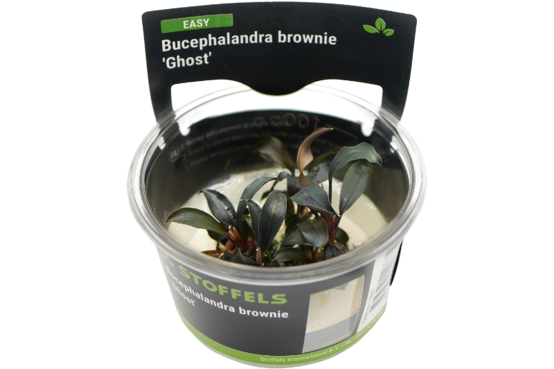 Bucephalandra brownie "Ghost", In Vitro