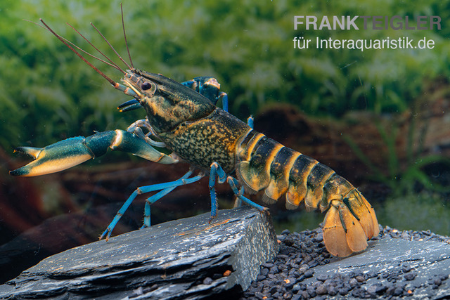 Cherax sp. 'Blue Moon' Snake Skin, Zufällig ausgewählt