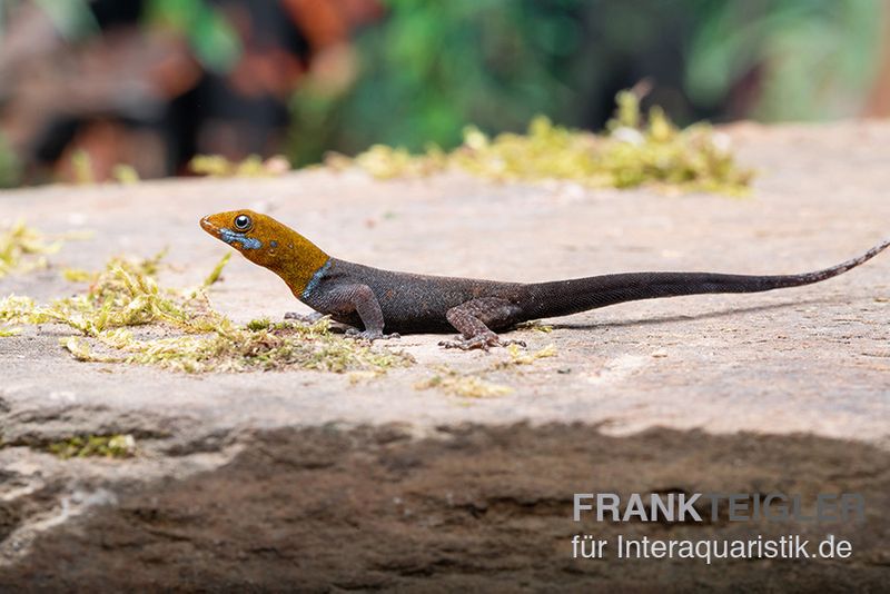 Blauer Rotkopfgecko, Gonatodes albogularis, gemischt