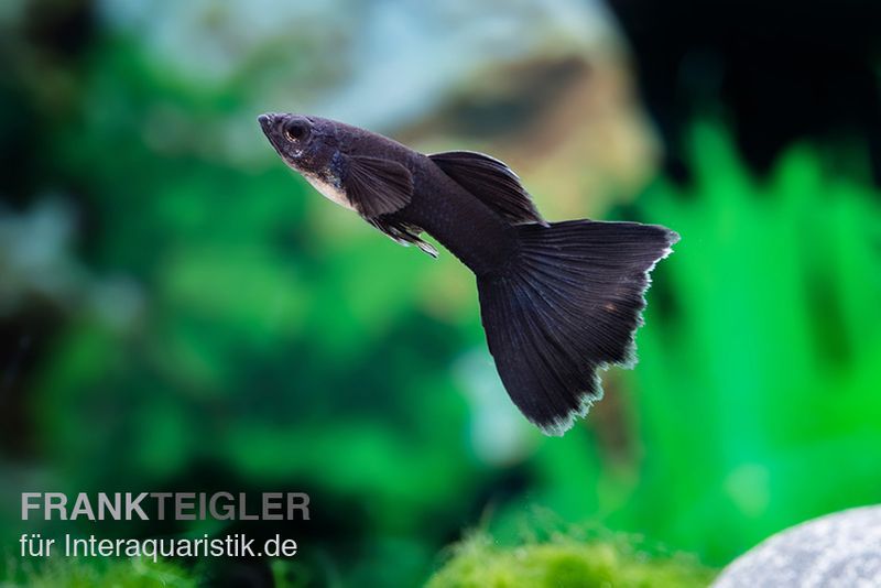 Guppy moskauschwarz, Poecilia reticulata, Weibchen