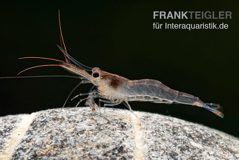 Blue-leg-Poso Garnele, Caridina caerulea