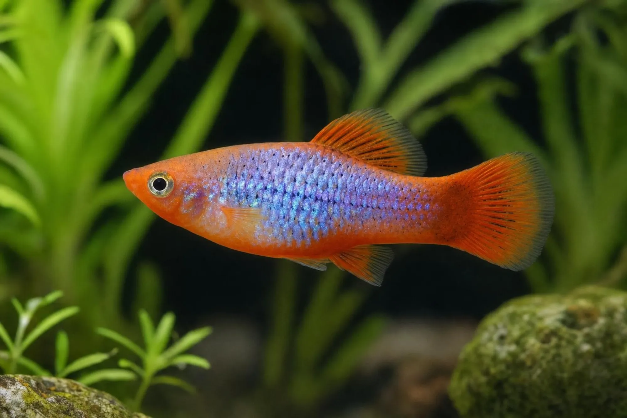 Blauer Papageienplaty, Xiphophorus variatus
