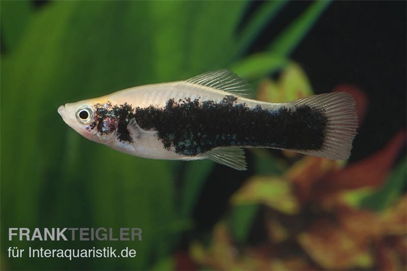 Schwertträger Tuxedo weiss, Xiphophorus helleri