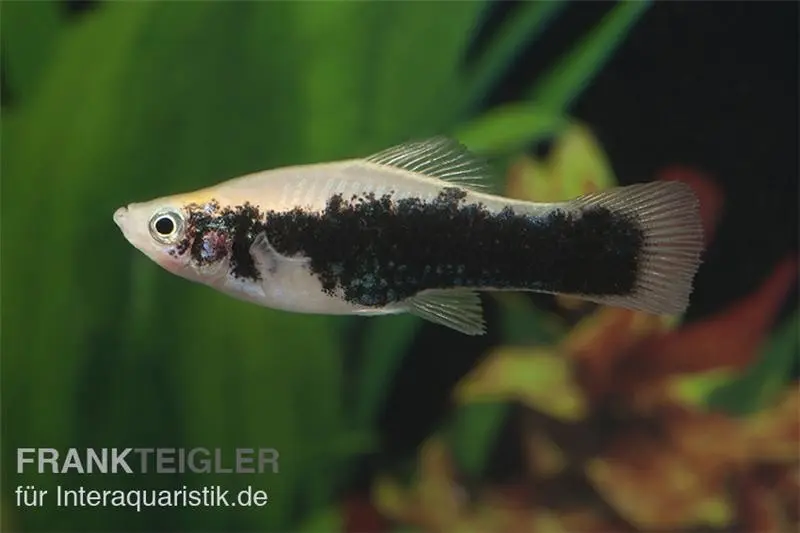 Schwertträger Tuxedo weiß, Xiphophorus helleri