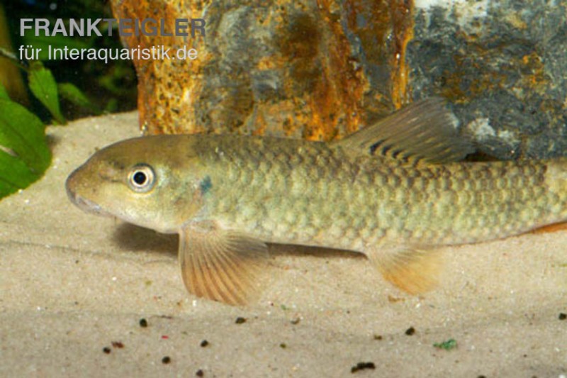 Kangal-Knabberfisch, Garra rufa