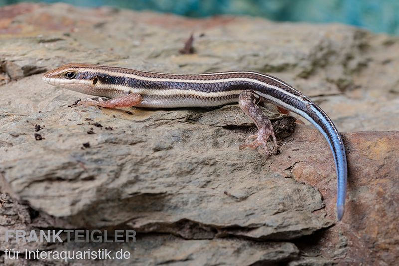 Fünfstreifenskink, Trachylepis quinquetaeniata, männlich