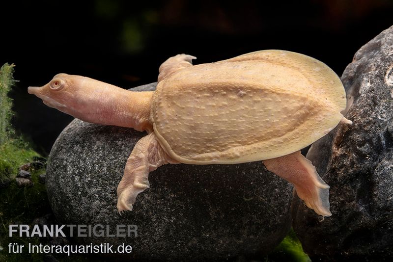 Chinesische Weichschildkröte albino, Pelodiscus sinensis