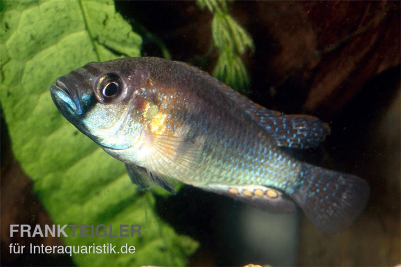 Burtons Maulbrüter, Astatotilapia burtoni, DNZ