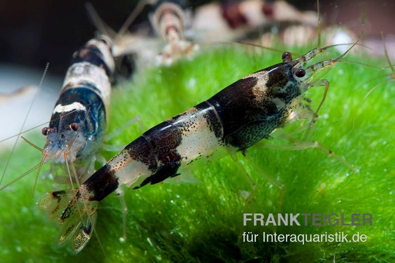 Hummelgarnele, Caridina sp. Hummel