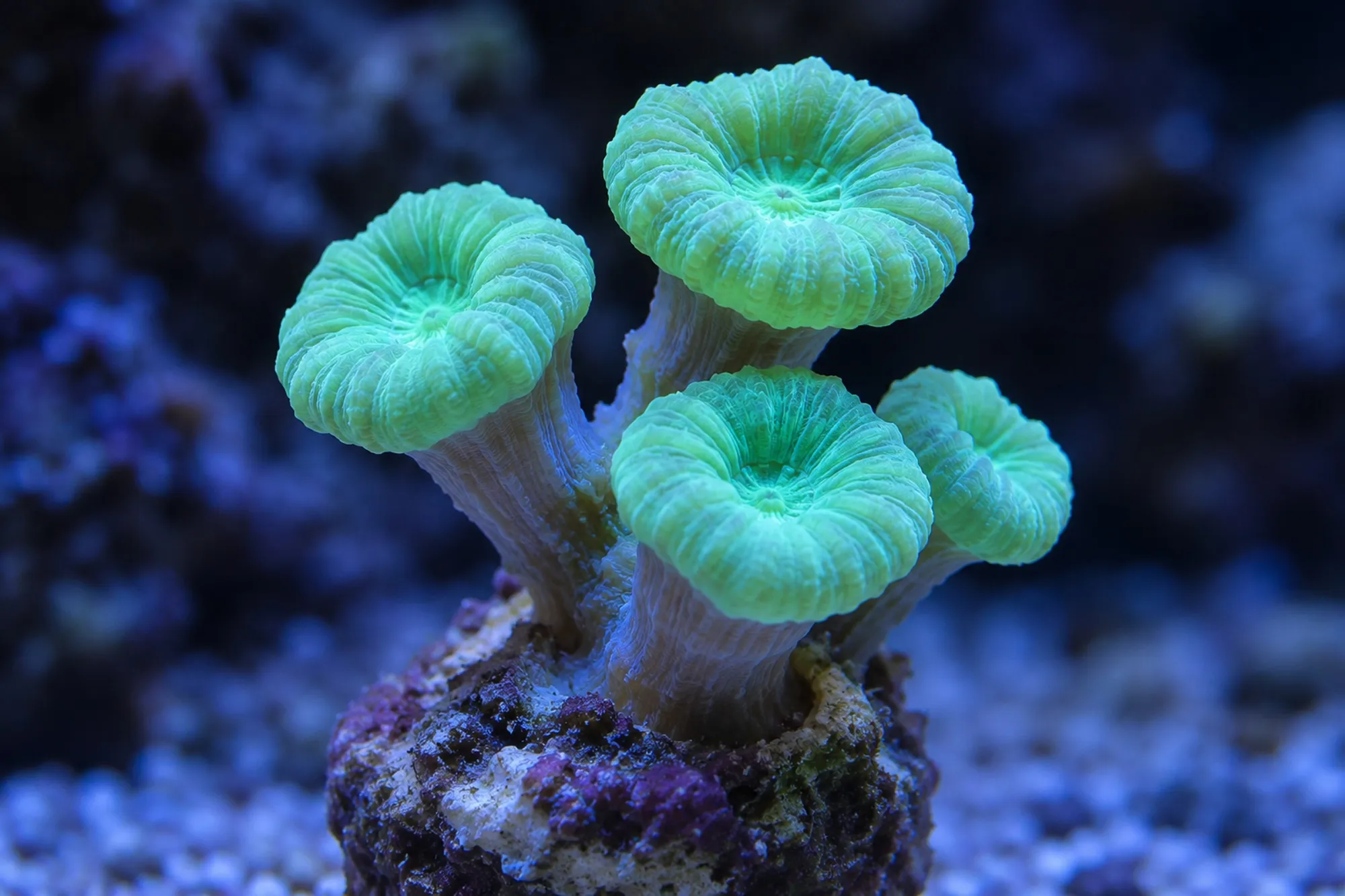 Trompetenkoralle „Mint“ (Nachzucht), Caulastraea furcata, Größe S–M