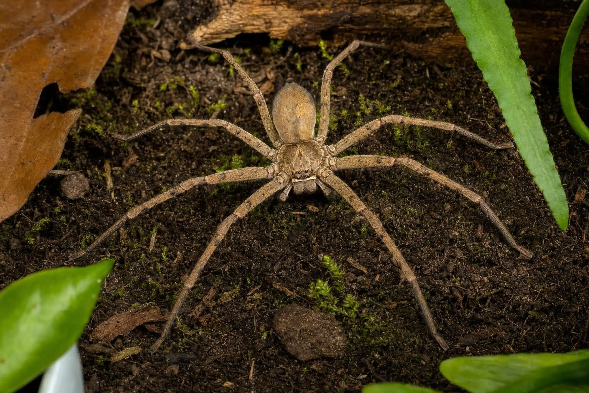 Unbestimmte Riesenkrabbenspinne, Heteropoda spec.