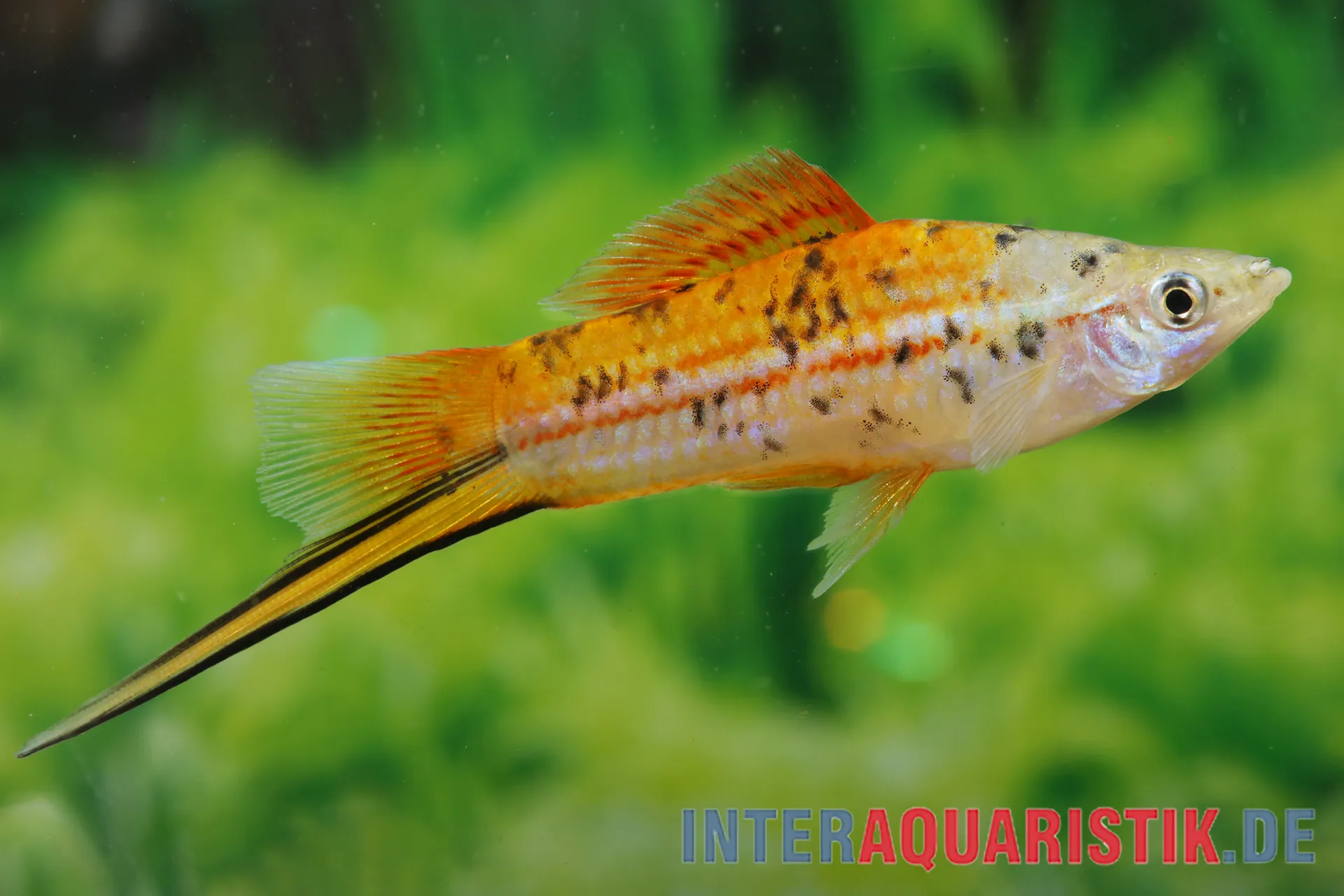 Nahaufnahme eines männlichen Grünen Schwertträgers „Rio Atoyac“ (Xiphophorus hellerii) mit grünlich-gelbem Körper, rotem Längsstrich, schwarzen Flecken und langer Schwertflosse