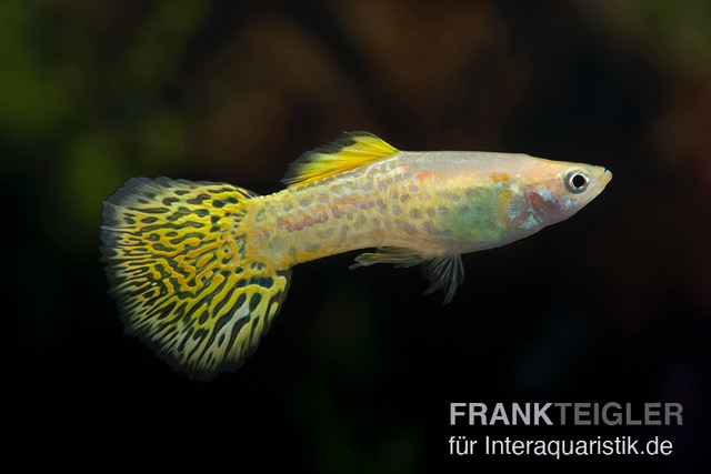 Guppy Cobra gelb, Poecilia reticulata, Männchen