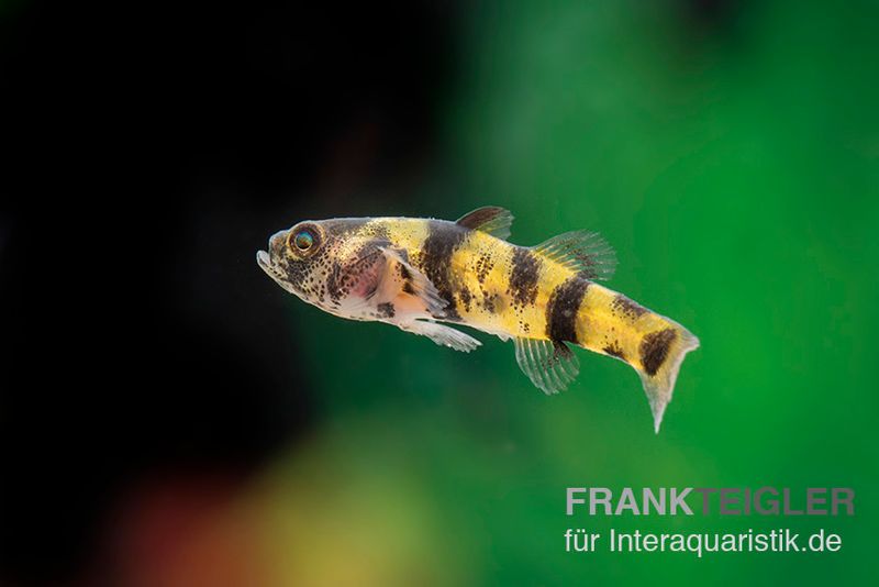 Zwerggoldringelgrundel, Brachygobius xanthomelas