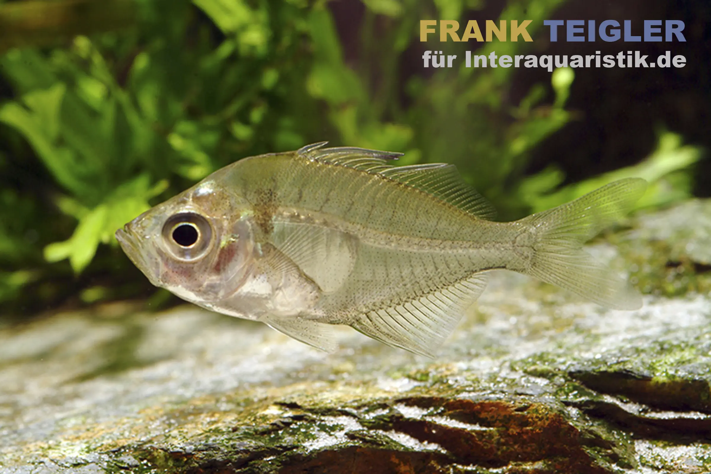 Siam Glasbarsch, Parambassis siamensis