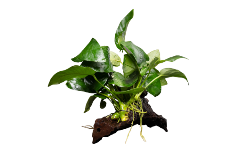 Zwergspeerblatt, Anubias nana, auf Wurzel, auf Wurzel M (8-14 cm)