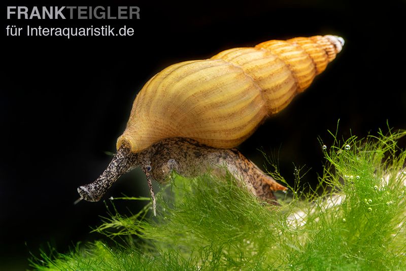 Goldene Raubturmdeckelschnecke, Anentome helena