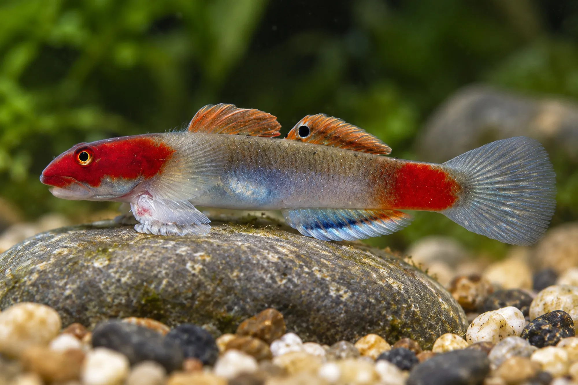 Mekongga-Grundel, Lentipes mekonggaensis