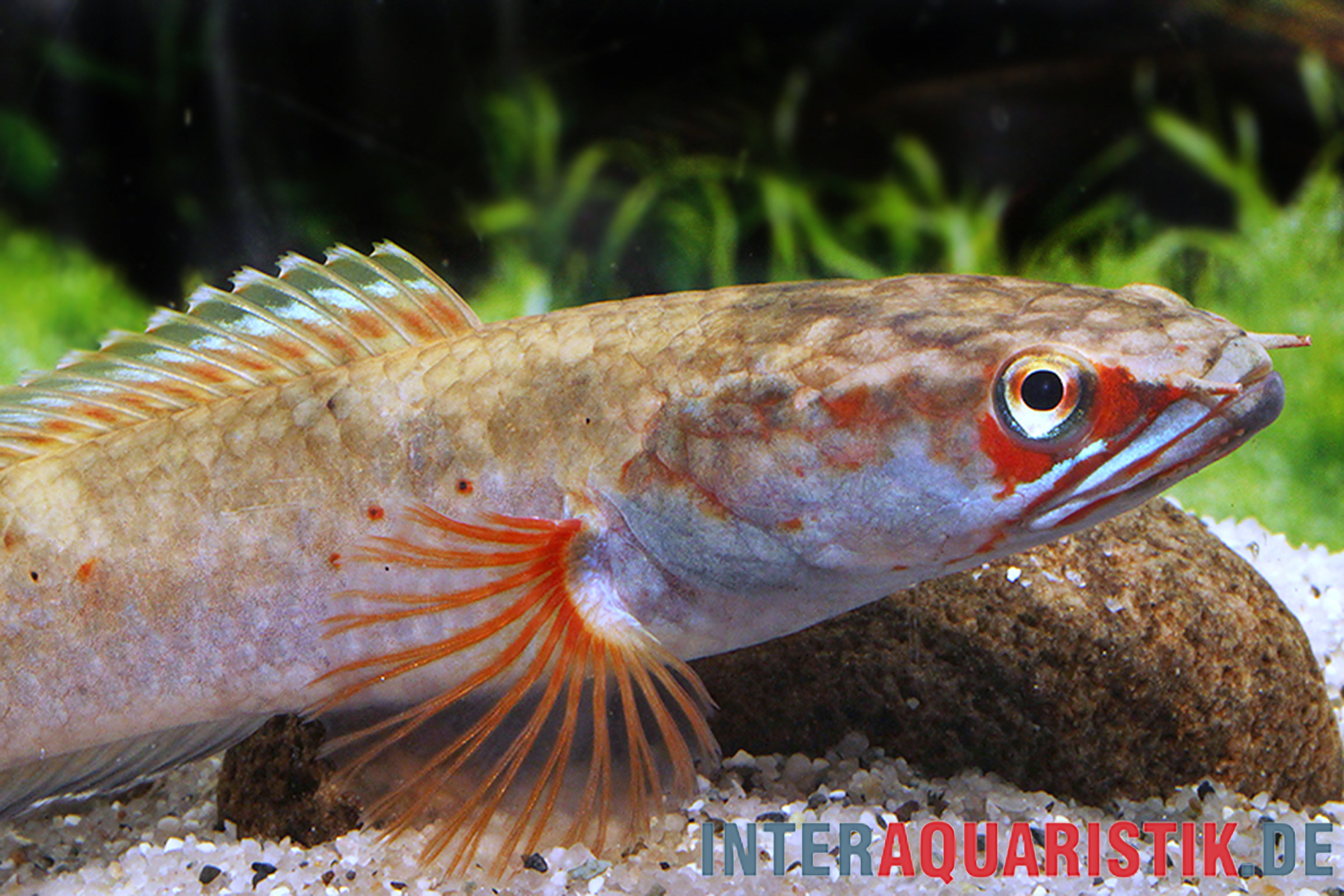 Fire & Ice-Schlangenkopf, Channa spec. Fire & Ice, 8-10 cm