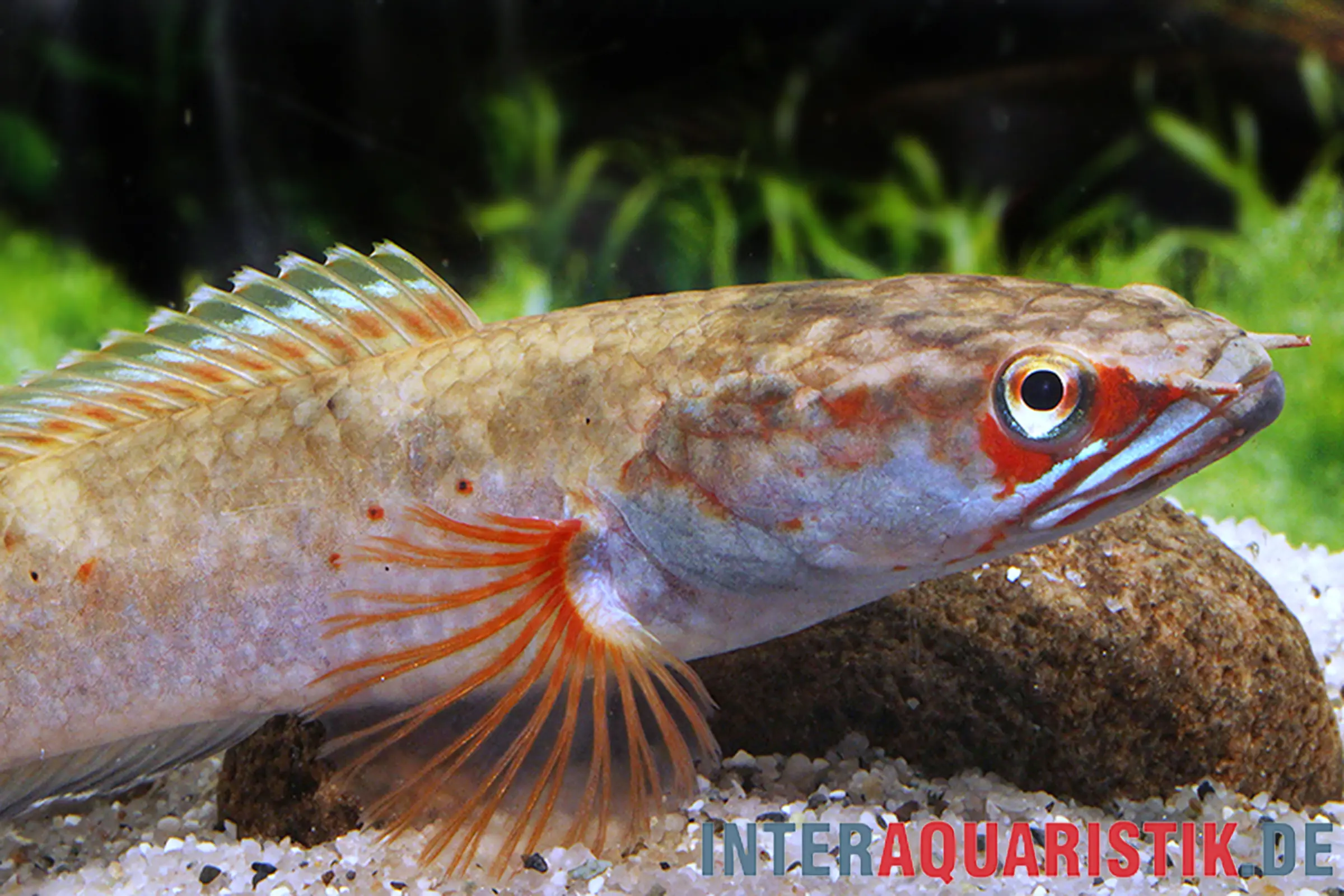 Fire & Ice-Schlangenkopf, Channa spec. Fire & Ice, 8-10 cm