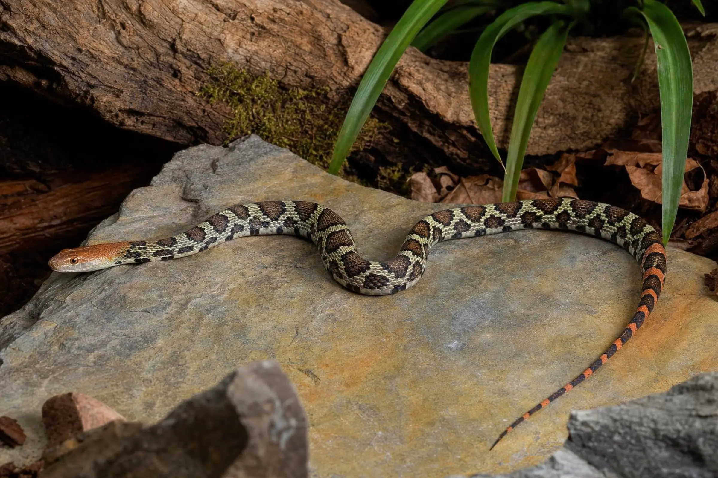 Möllendorffs Kletternatter, Orthriophis moellendorffi