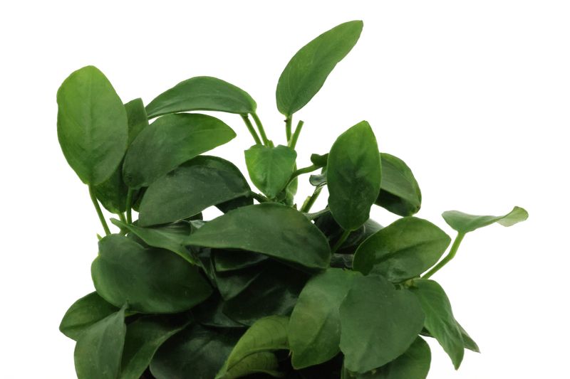 Bonsai-Zwergspeerblatt, Anubias barteri "Petite", In Vitro