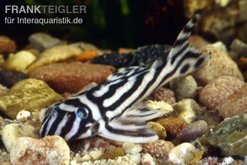 Zebra-Harnischwels, Hypancistrus zebra, Wels L46, DNZ
