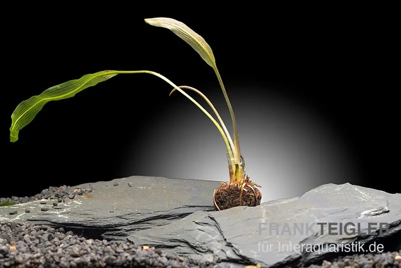 Madagaskar-Aponogeton, Aponogeton madagascariensis var. henkelianus