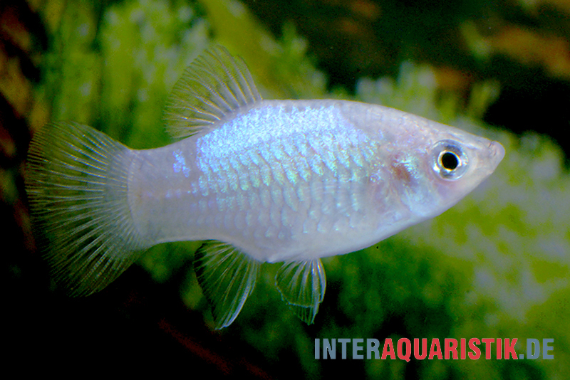 Blauer Platy, Xiphophorus maculatus