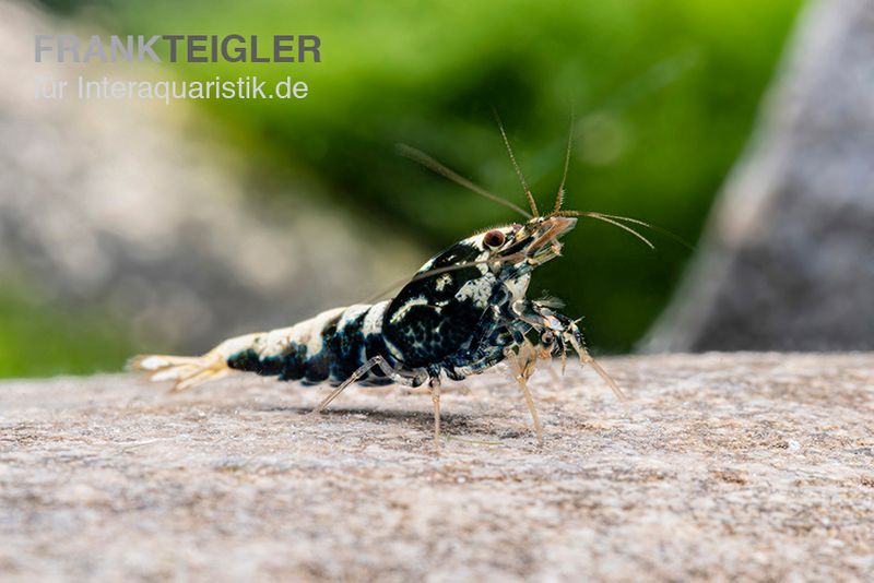 Black Galaxy Garnele Mix, Caridina spec. "Black Galaxy"