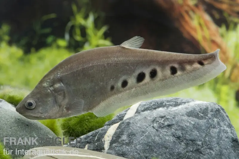 Tausenddollarfisch, Chitala ornata (Chitala chitala)
