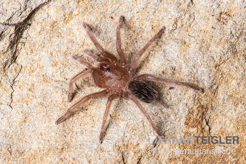 Gestreifte Guatemala-Vogelspinne, Aphonopelma seemanni, Adult XL