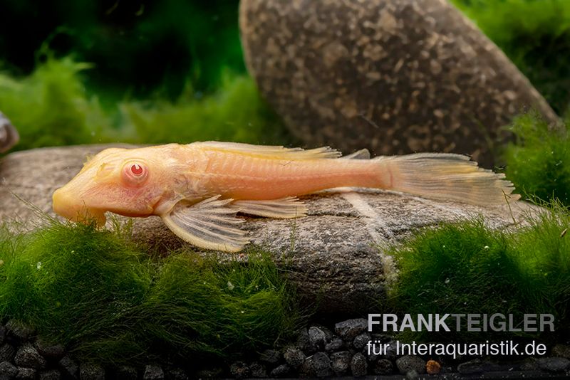 Wabenschilderwels albino, Glyptoperichthys gibbiceps