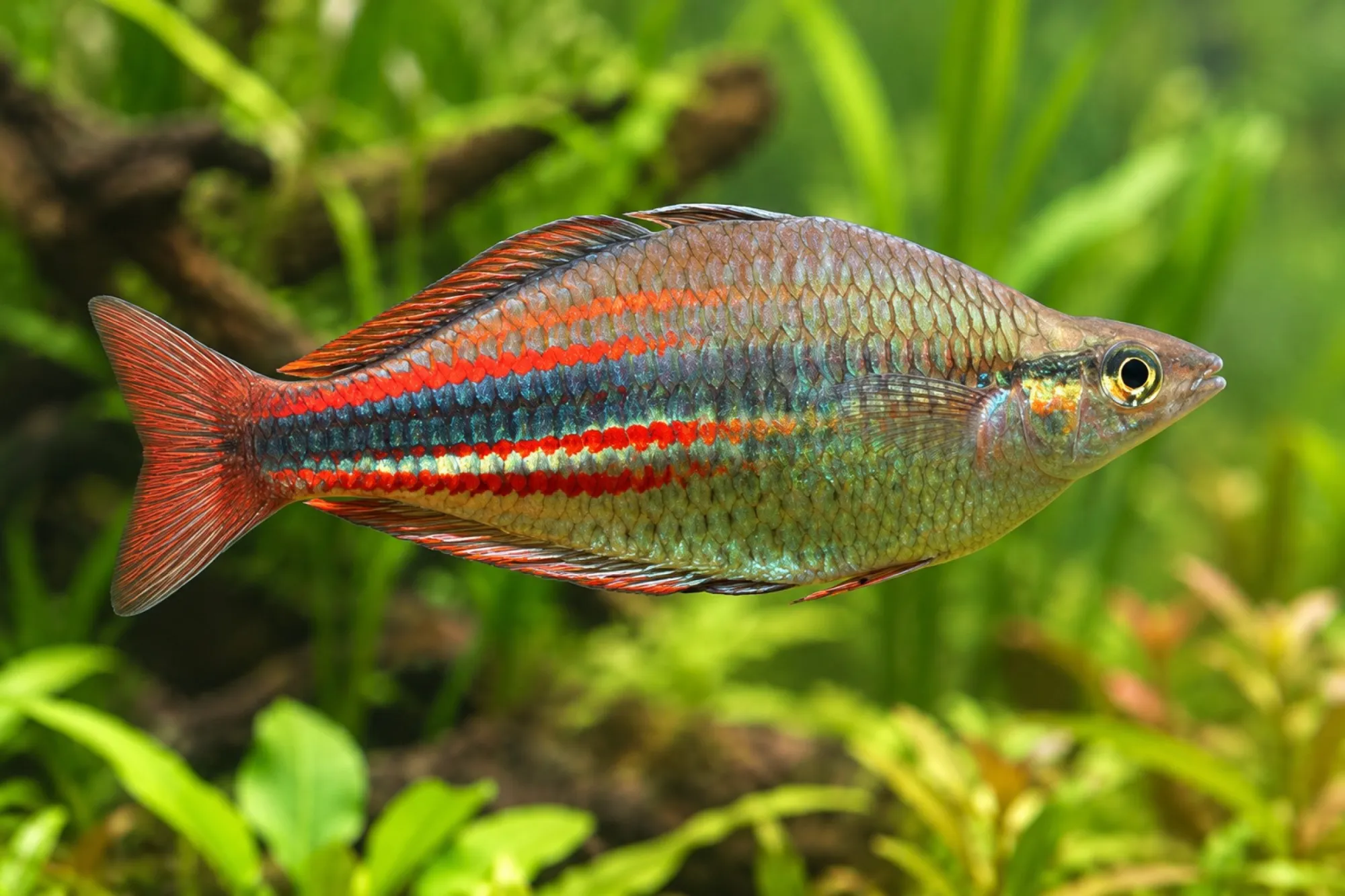 Pagwi-Regenbogenfisch, Melanotaenia affinis