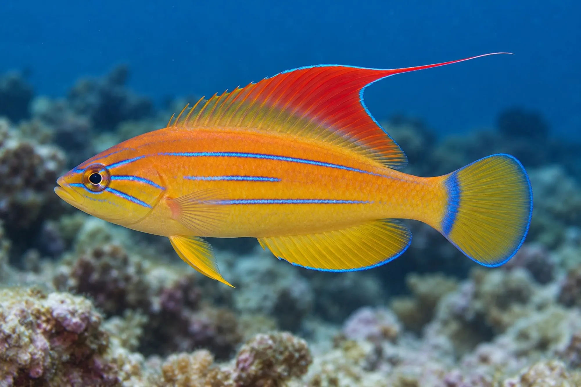 Gelbflossen-Zwerglippfisch, Paracheilinus flavianalis