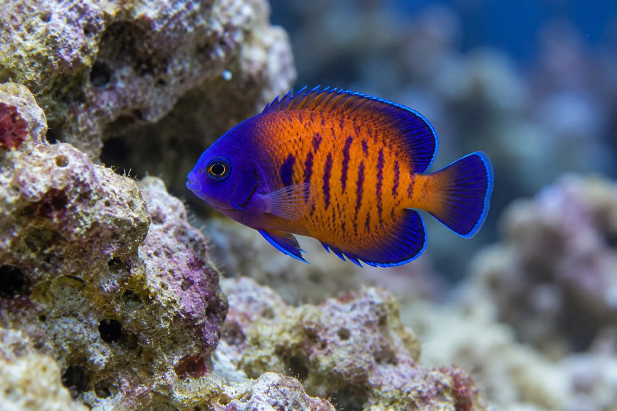 Streifen-Zwergkaiserfisch Nachzucht, Centropyge bispinosa