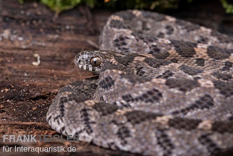 Afrikanische Eierschlange, Dasypeltis scabra