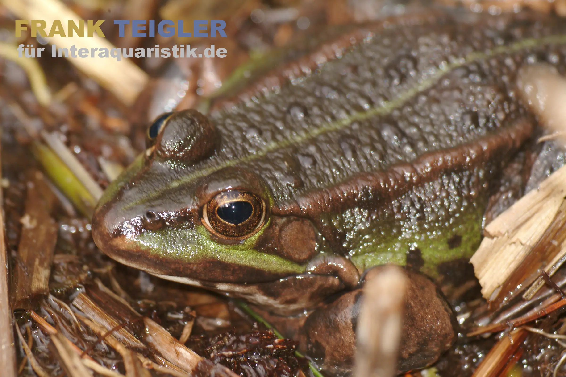 Nahaufnahme des Kleinen Wasserfroschs Pelophylax lessonae, braun-grüne Haut, Auge und Kopf zwischen Schilf und Wasserpflanzen